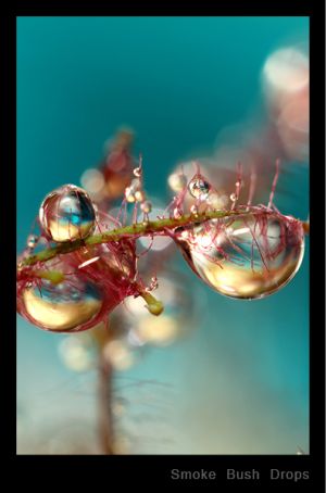 Smoke Bush Drops.jpg